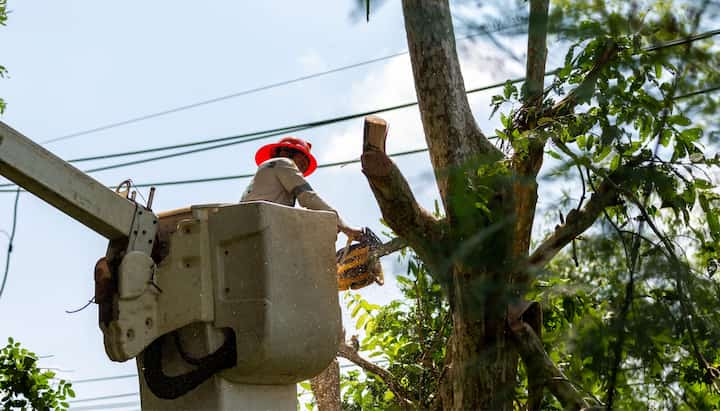 A professional chopping down a tree with a saw in Charleston, NC.