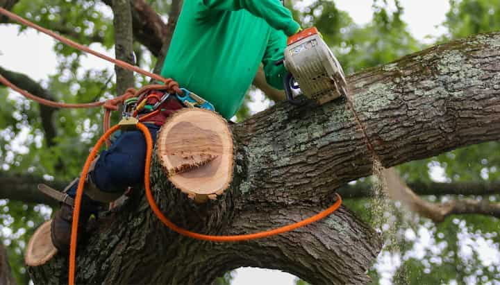 A tree being trimmed in Charleston, NC.