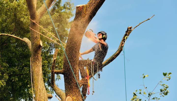 A tree trimming expert chopping down a tree in Charleston, NC.