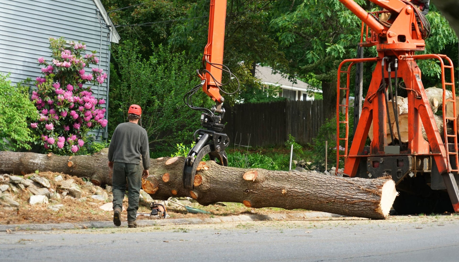 A tree knocked over by tree trimming professionals in Charleston, NC.