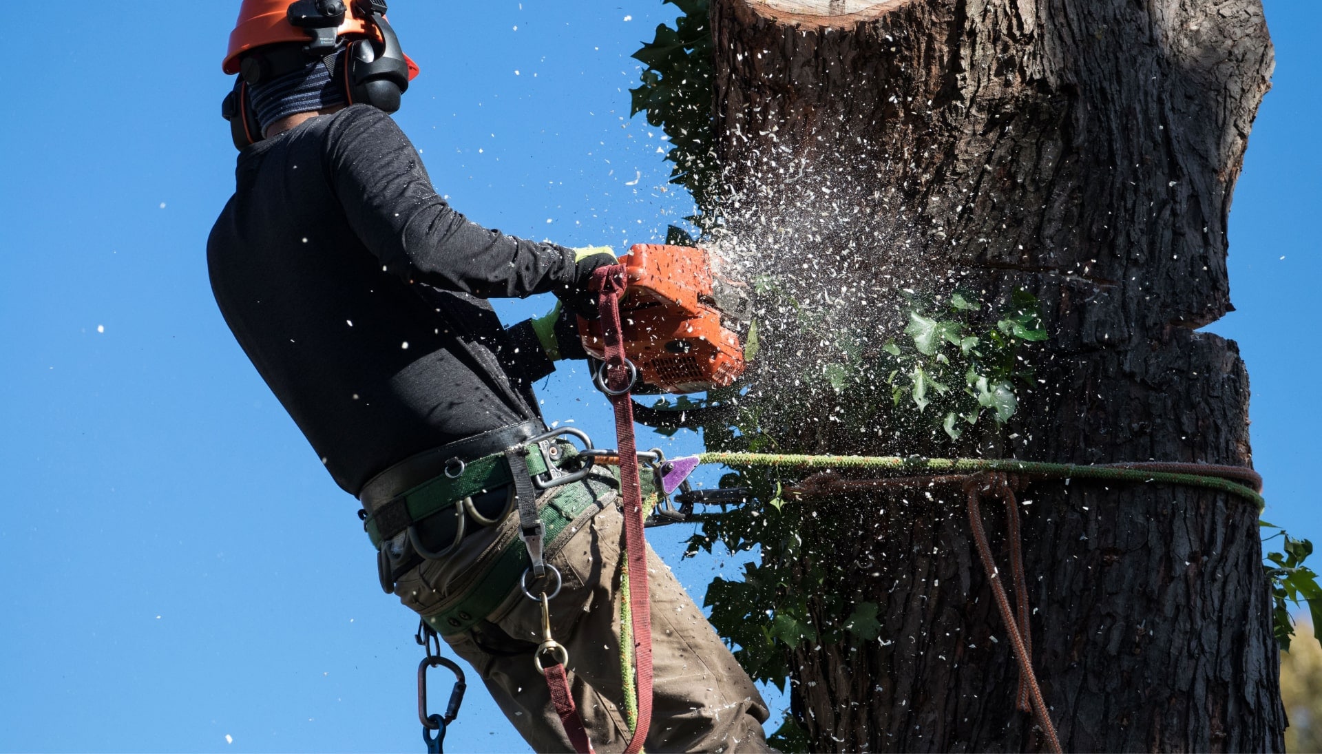 A tree trimming expert chopping a tree in Charleston, NC.